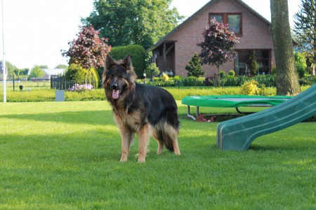 Onze Chicca